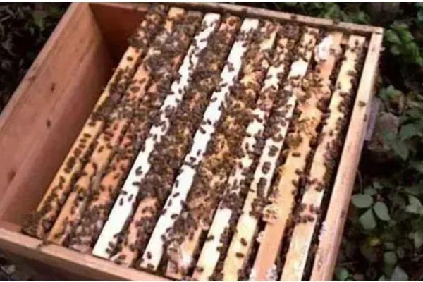 中蜂活框如何安全越冬，一定要保证蜂群饲料充足