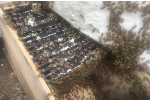中蜂活框如何安全越冬，一定要保证蜂群饲料充足