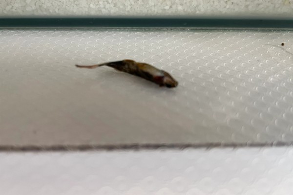 斑马鱼为什么总是跳缸，可能是环境不适所致