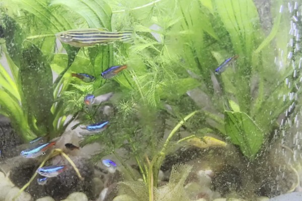 斑马鱼为什么总是跳缸，可能是环境不适所致