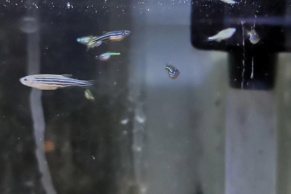 斑马鱼为什么总是跳缸，可能是环境不适所致