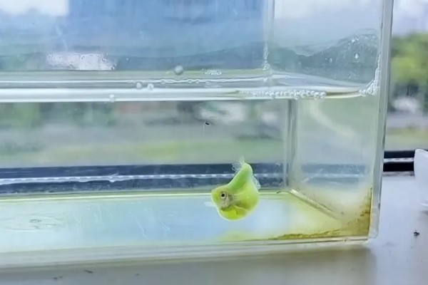 斑马鱼为什么总是跳缸，可能是环境不适所致