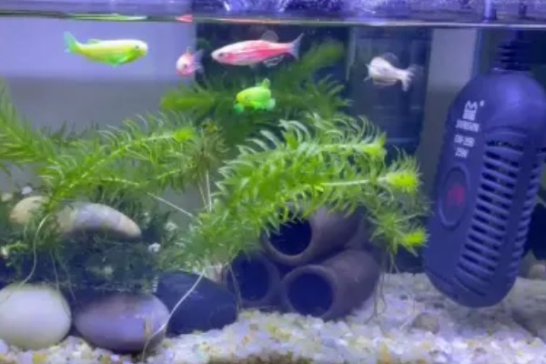 斑马鱼为什么总是跳缸，可能是环境不适所致