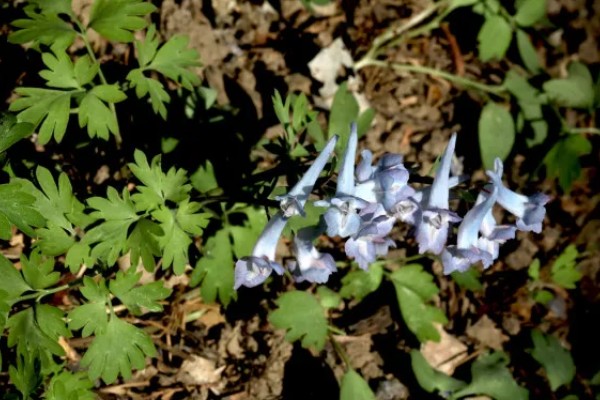 延胡索喜欢什么土壤，喜欢中性或偏酸性的土壤