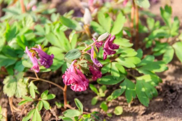 延胡索喜欢什么土壤，喜欢中性或偏酸性的土壤