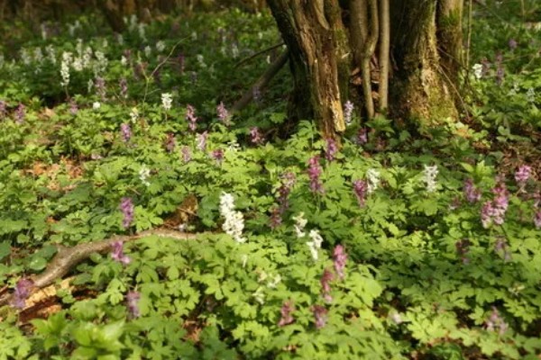 延胡索喜欢什么土壤，喜欢中性或偏酸性的土壤