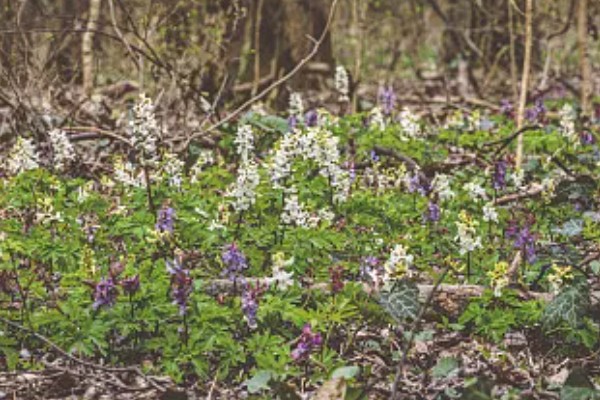 延胡索喜欢什么土壤，喜欢中性或偏酸性的土壤