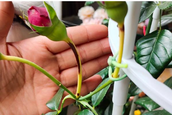 花茎属于什么部位，将花冠与根部或枝干连接在一起