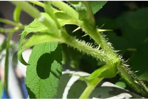 花茎属于什么部位，将花冠与根部或枝干连接在一起