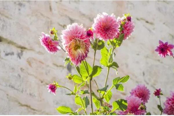 花茎属于什么部位，将花冠与根部或枝干连接在一起