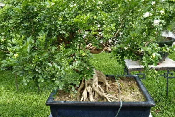 九里香的养殖方法，春秋两季每隔1-2天浇一次水