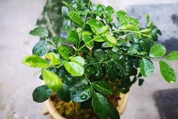 九里香的养殖方法，春秋两季每隔1-2天浇一次水