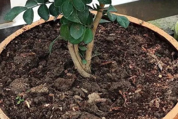 九里香的养殖方法，春秋两季每隔1-2天浇一次水