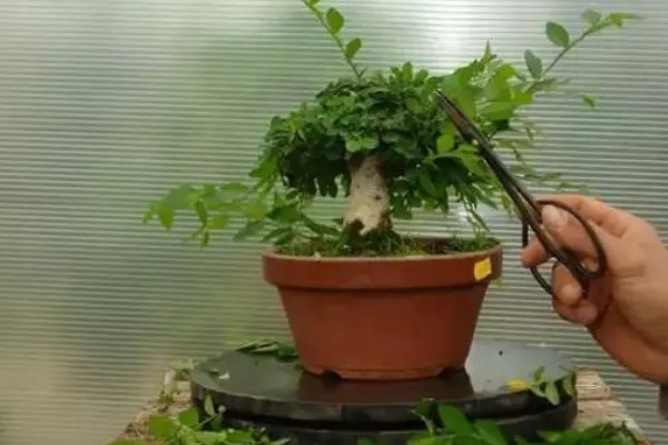 九里香的养殖方法，春秋两季每隔1-2天浇一次水