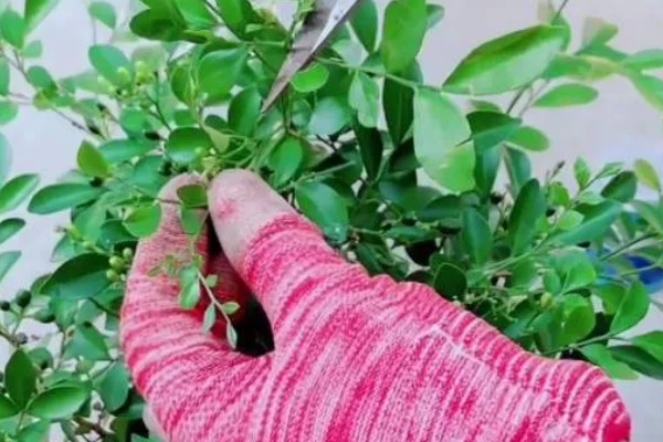 九里香的养殖方法，春秋两季每隔1-2天浇一次水