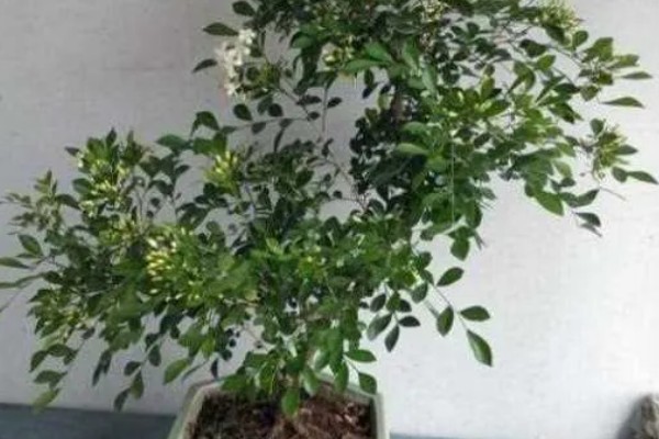 九里香的养殖方法，春秋两季每隔1-2天浇一次水