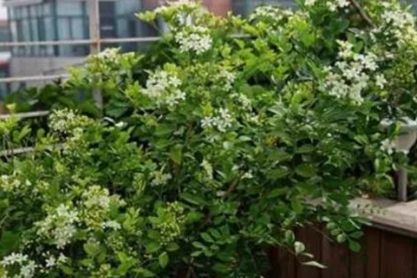 九里香的养殖方法，春秋两季每隔1-2天浇一次水