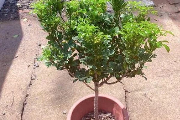 九里香的养殖方法，春秋两季每隔1-2天浇一次水