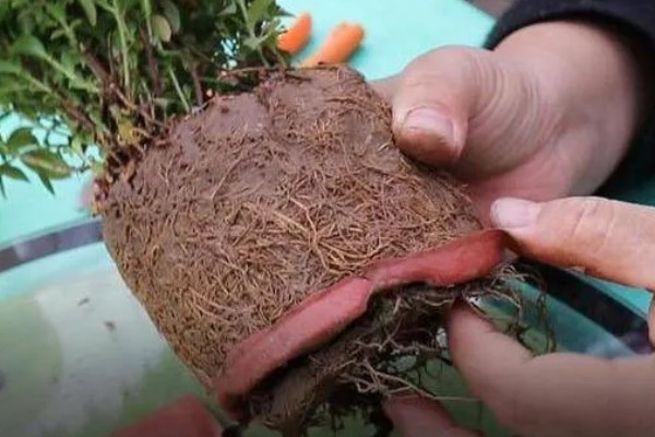 九里香的养殖方法，春秋两季每隔1-2天浇一次水