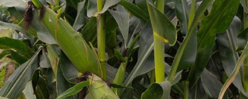 中元598玉米品种简介，生长周期约为99天