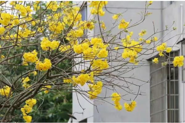 黄花风铃木什么时候开花，花期为3-4月份