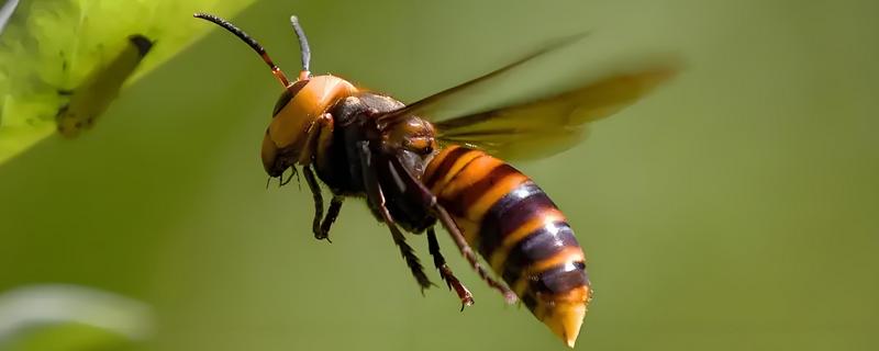 虎头蜂与马蜂的区别，虎头蜂是马蜂的一种