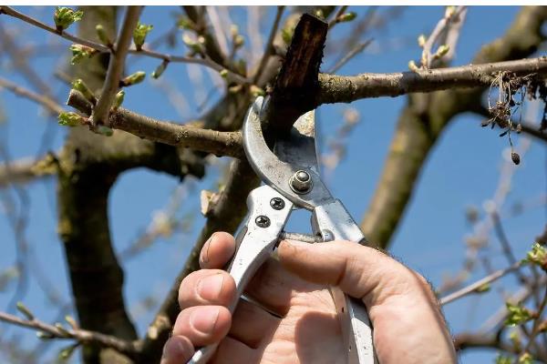 黄花风铃木什么时候开花，花期为3-4月份