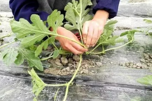 早春红玉西瓜怎么种植，对苗床浇透水再播种