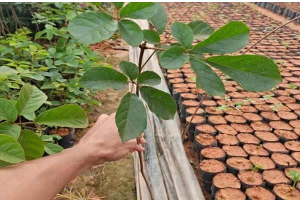 黄花风铃木什么时候开花，花期为3-4月份