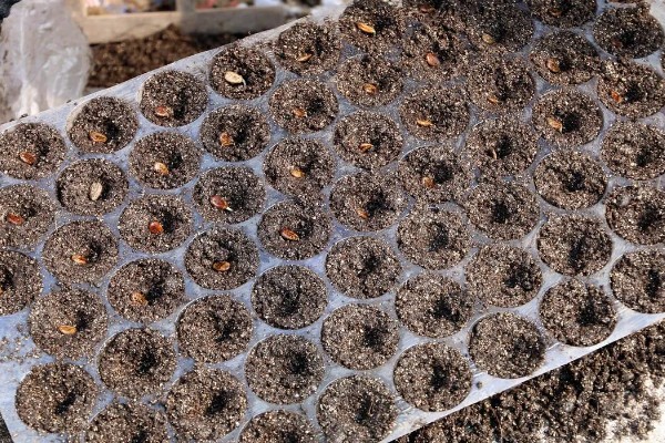 早春红玉西瓜怎么种植，对苗床浇透水再播种