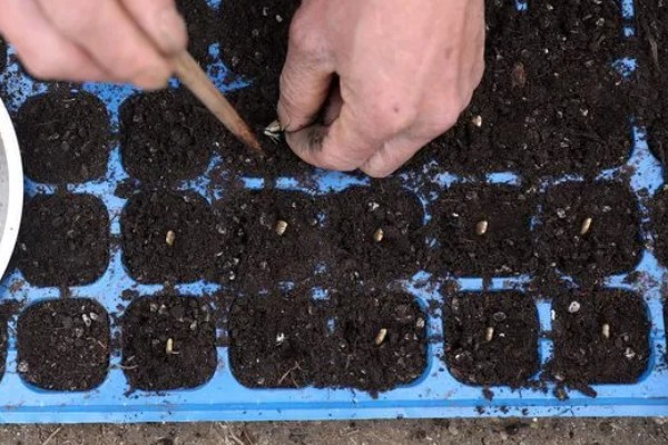 早春红玉西瓜怎么种植，对苗床浇透水再播种