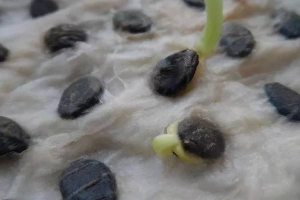 早春红玉西瓜怎么种植，对苗床浇透水再播种