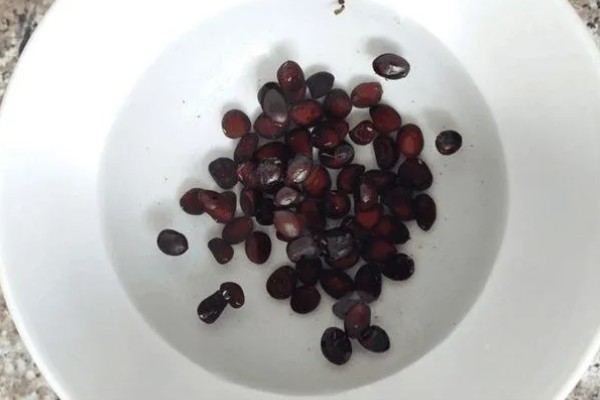 早春红玉西瓜怎么种植，对苗床浇透水再播种