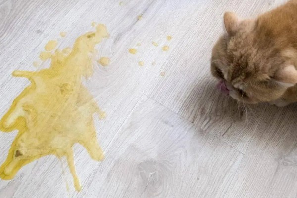 猫咪呕吐怎么办，饮食不当可饲喂益生菌