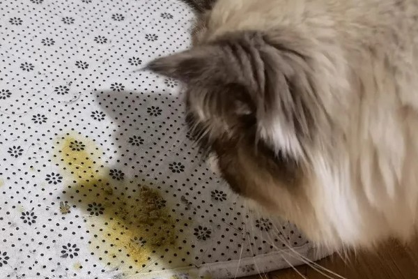 猫咪呕吐怎么办，饮食不当可饲喂益生菌