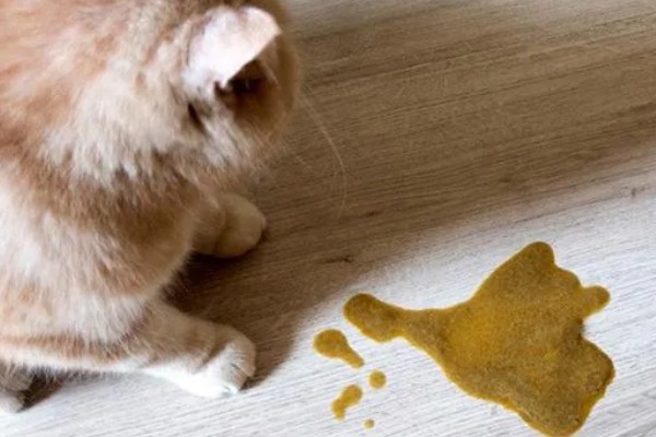 猫咪呕吐怎么办，饮食不当可饲喂益生菌