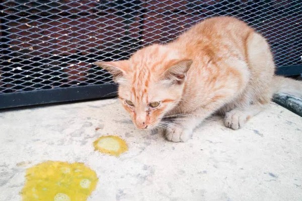 猫咪呕吐怎么办，饮食不当可饲喂益生菌