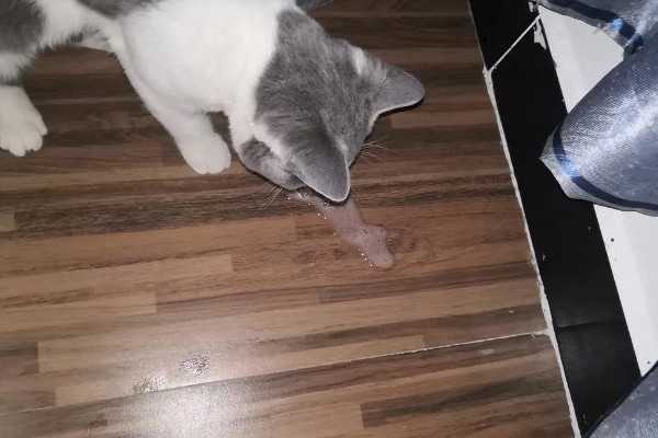 猫咪呕吐怎么办，饮食不当可饲喂益生菌