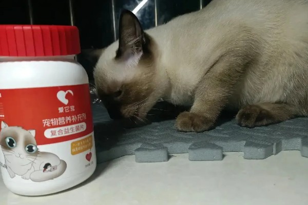 猫咪呕吐怎么办，饮食不当可饲喂益生菌