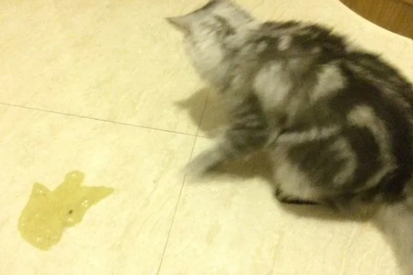 猫咪呕吐怎么办，饮食不当可饲喂益生菌