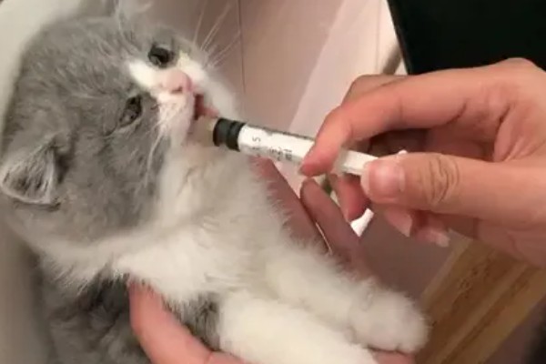 猫咪呕吐怎么办，饮食不当可饲喂益生菌