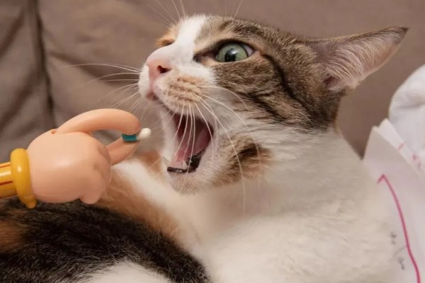 猫咪呕吐怎么办，饮食不当可饲喂益生菌
