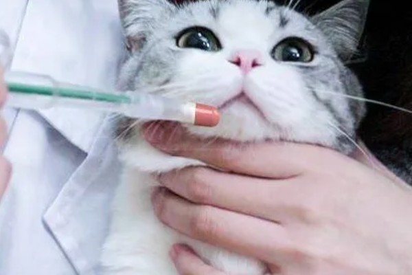 猫咪呕吐怎么办，饮食不当可饲喂益生菌