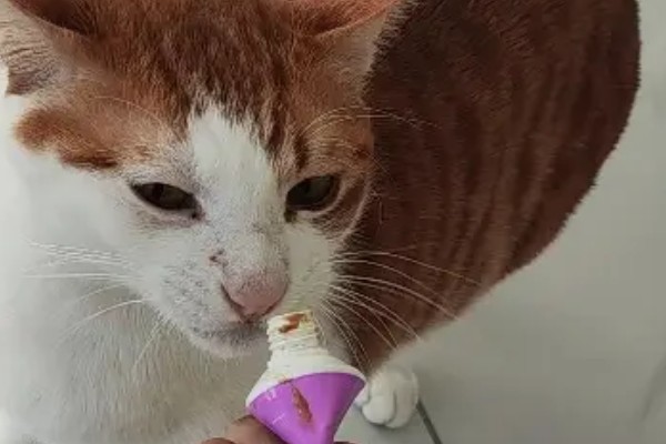 猫咪呕吐怎么办，饮食不当可饲喂益生菌