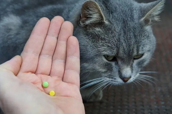猫咪呕吐怎么办，饮食不当可饲喂益生菌