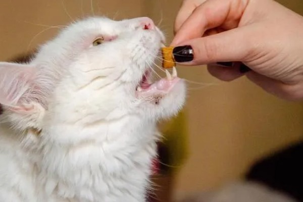 猫咪呕吐怎么办，饮食不当可饲喂益生菌