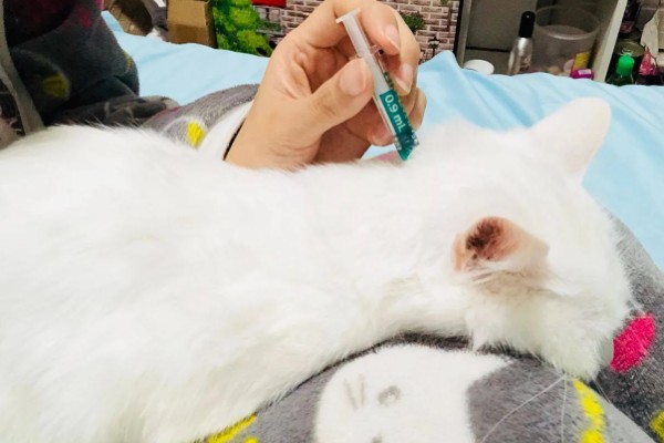 猫咪呕吐怎么办，饮食不当可饲喂益生菌