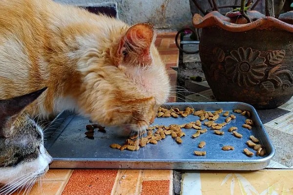 猫咪呕吐怎么办，饮食不当可饲喂益生菌