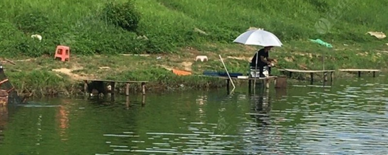 钓鲤鱼和草鱼选择哪些饵料，春季至秋季用玉米等素饵