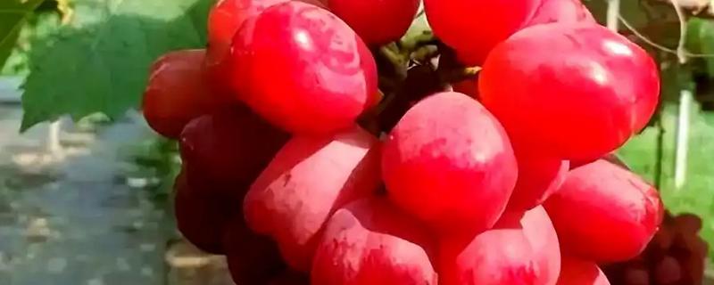 浪漫红颜葡萄的简介，果肉呈红黄色